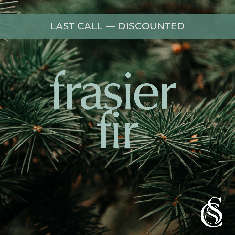 Frasier Fir Fragrance Oil