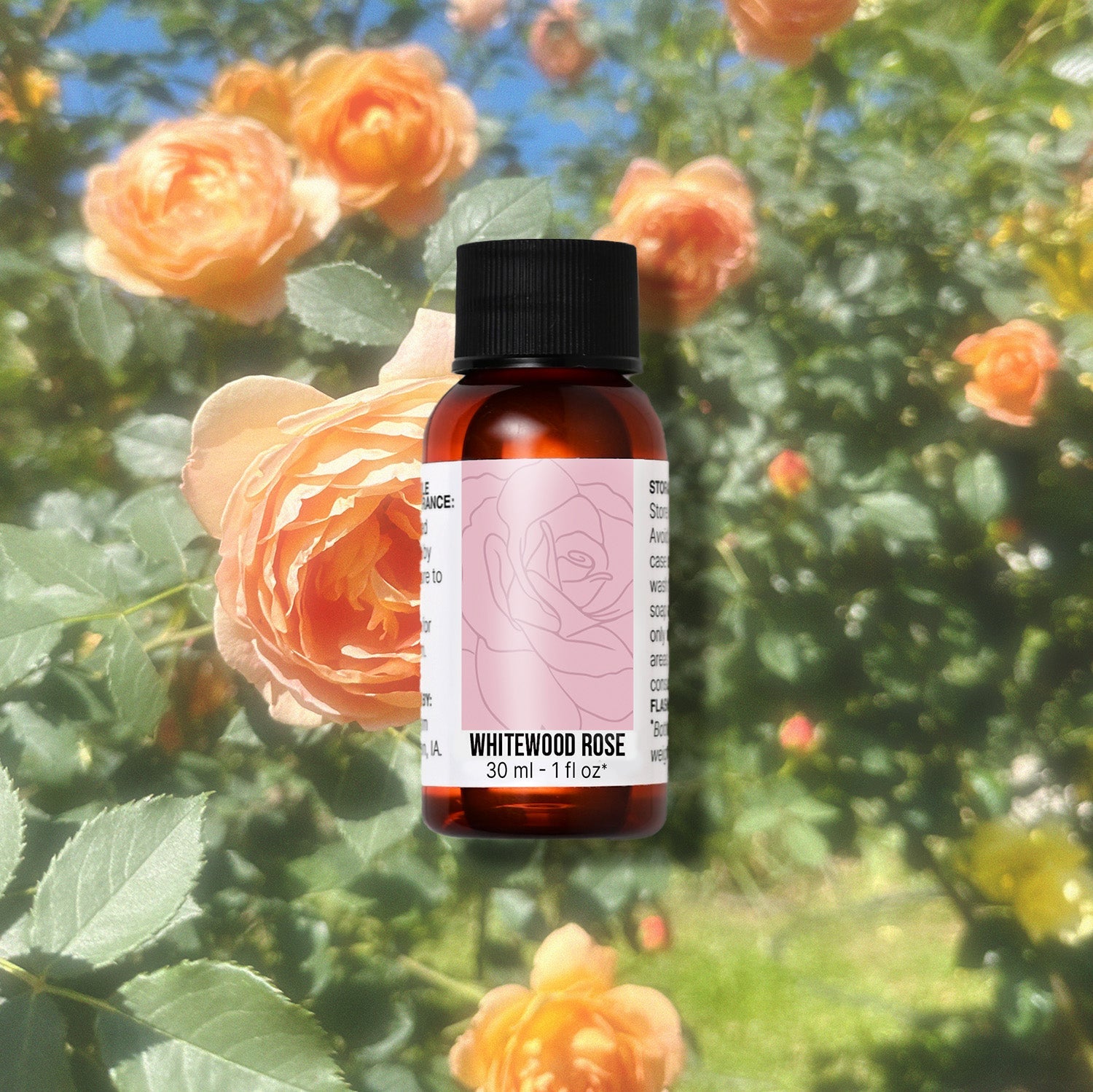 Whitewood Rose