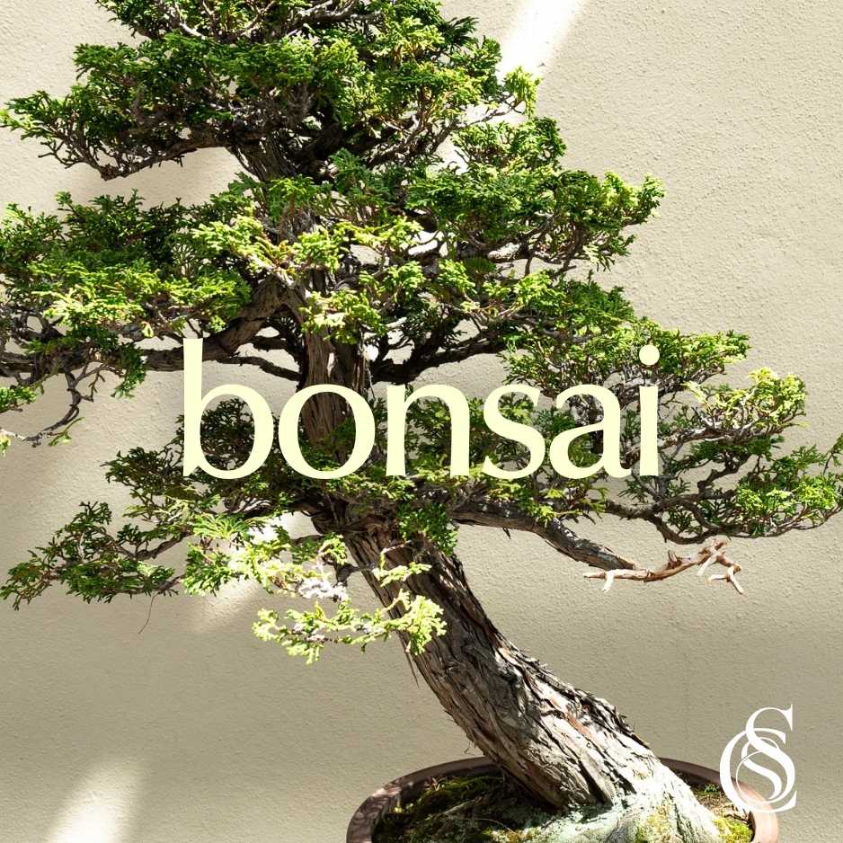 fragrant bonsai trees Bonsai Fragrance Oil