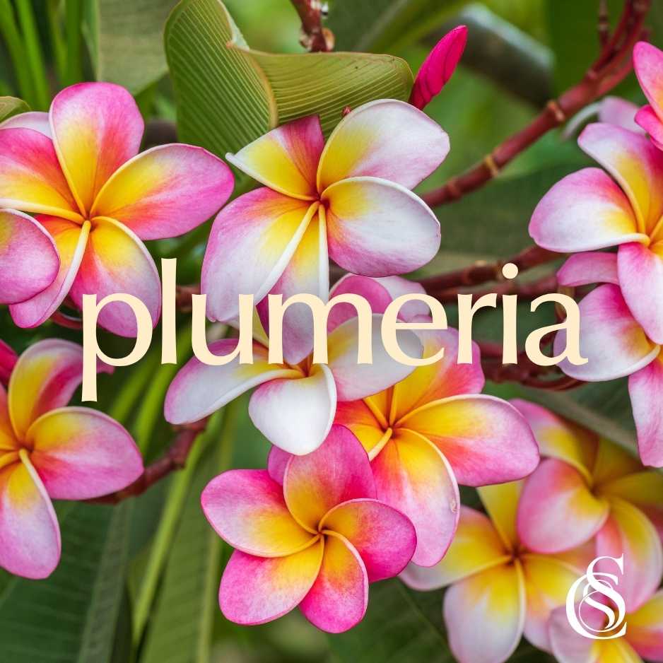 Plumeria Fragrance Oil