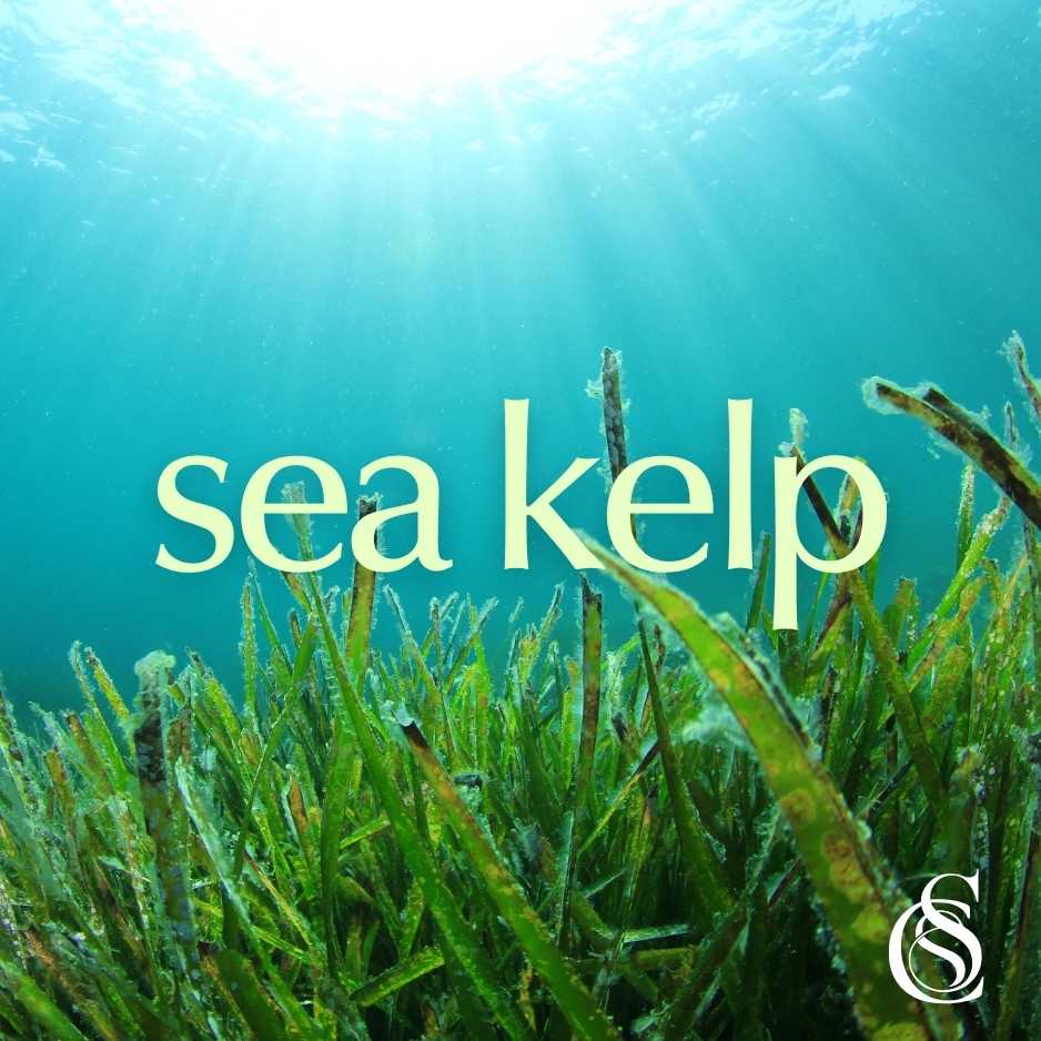 Sea Kelp Fragrance Oil