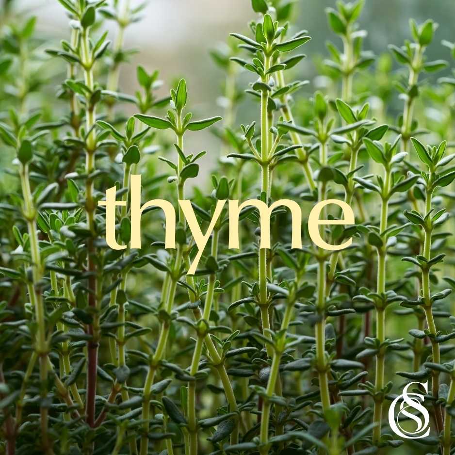 Thyme Fragrance Oil