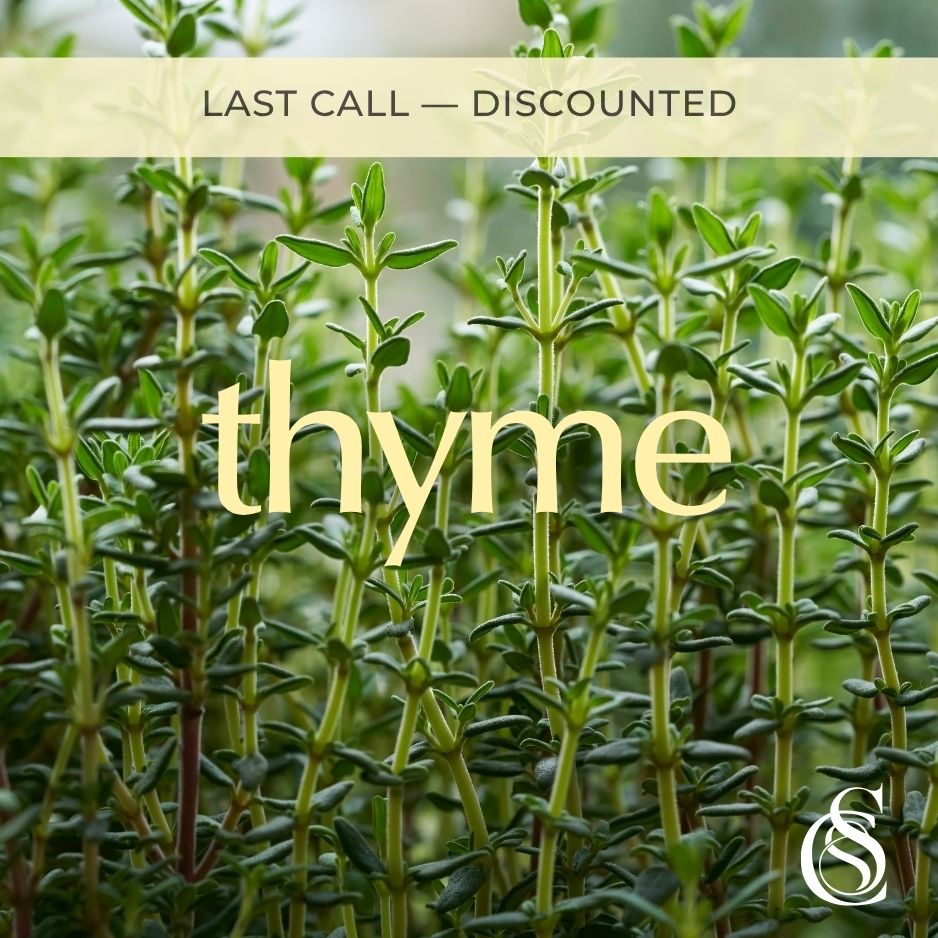 Thyme Fragrance Oil