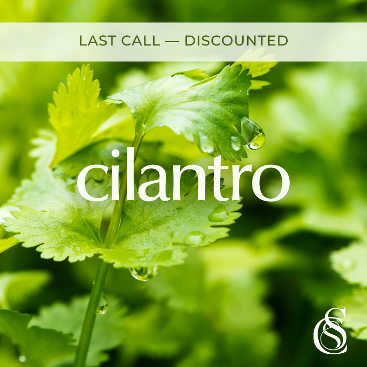 Cilantro Fragrance Oil