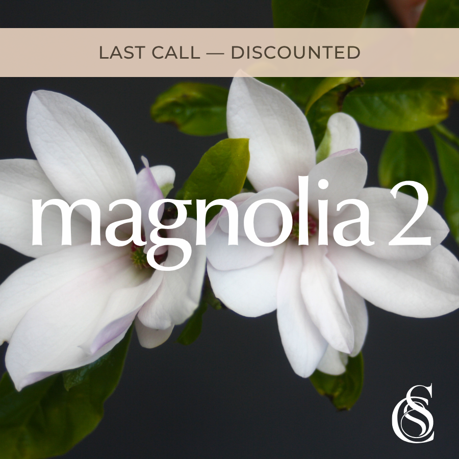 Magnolia Fragrance Oil Version 2