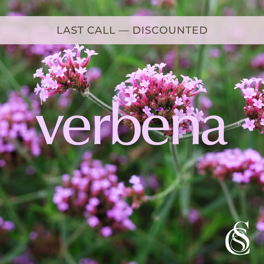 Verbena Fragrance Oil