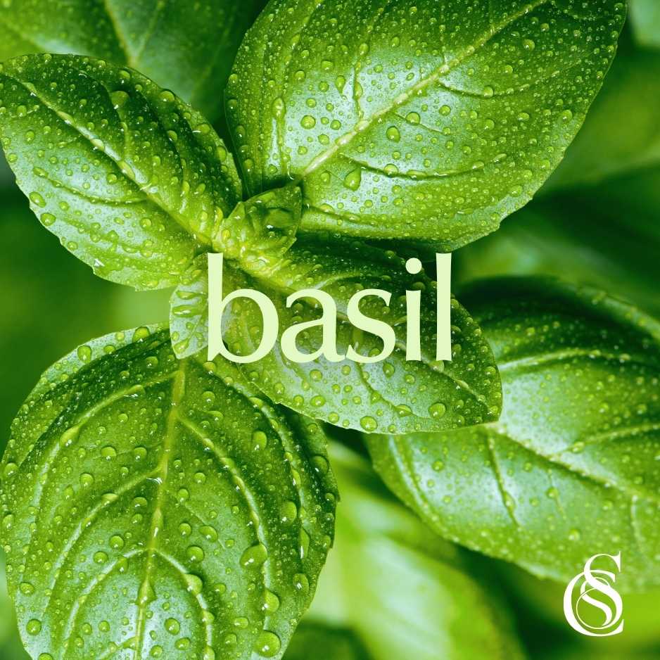 Basil Fragrance Oil