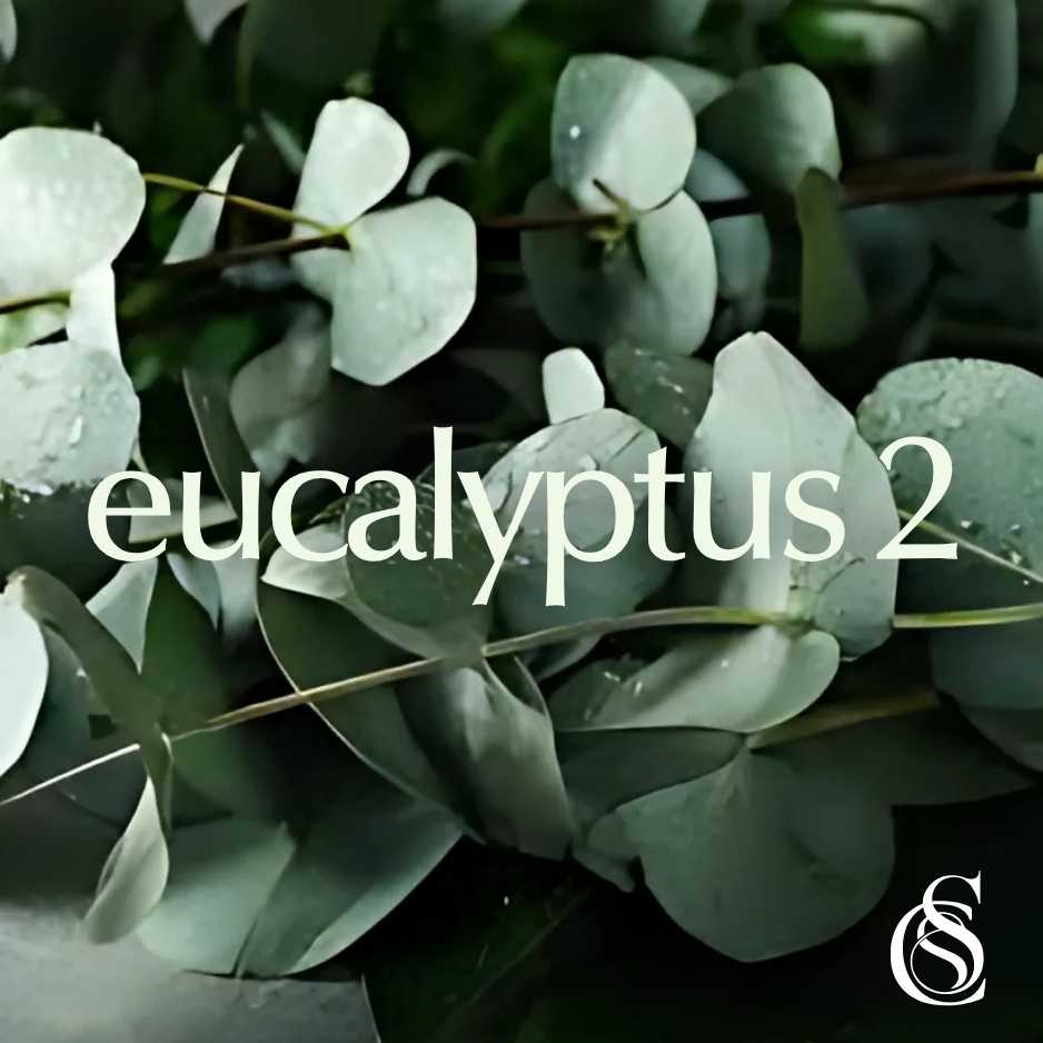 Eucalyptus Fragrance Oil Version 2
