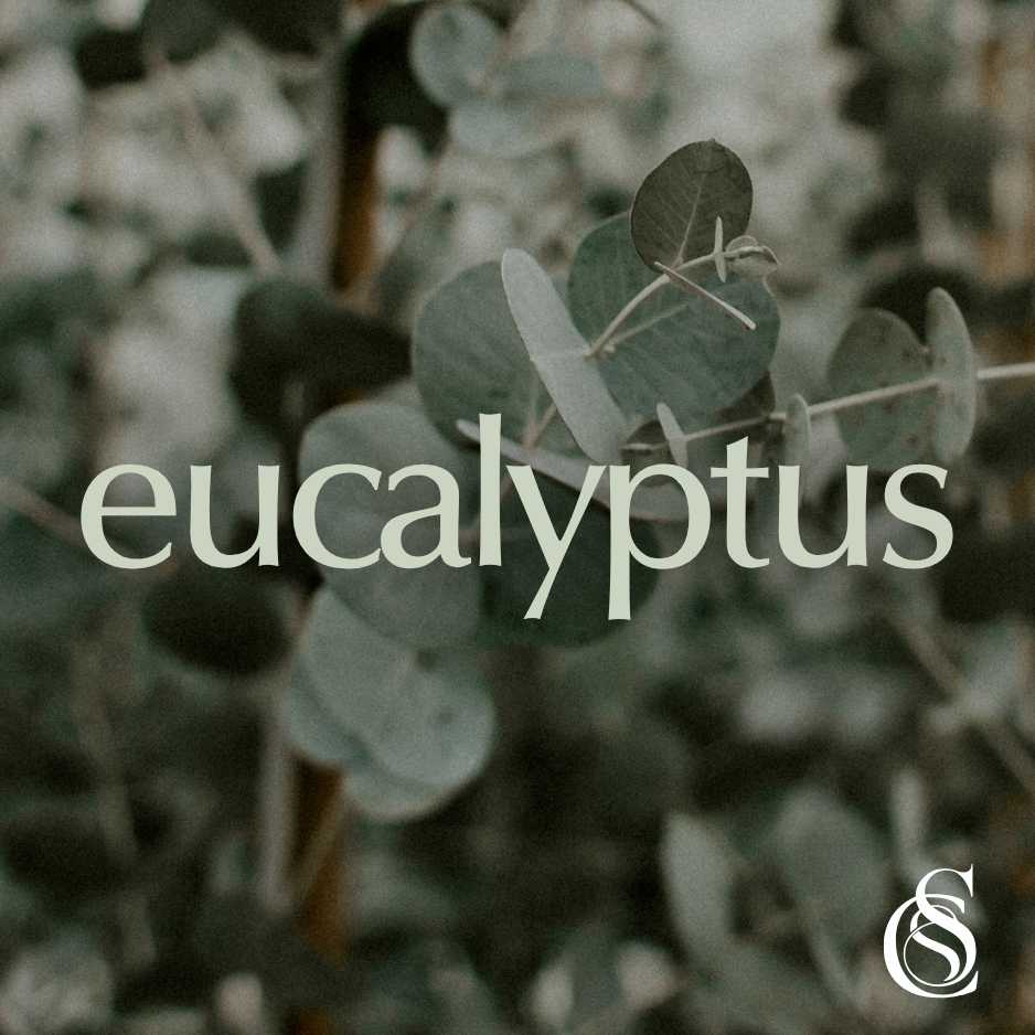 Eucalyptus Fragrance Oil
