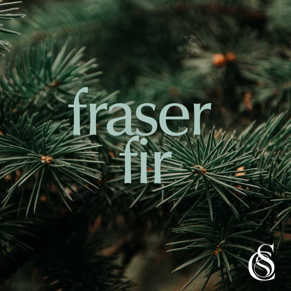 Frasier Fir Fragrance Oil