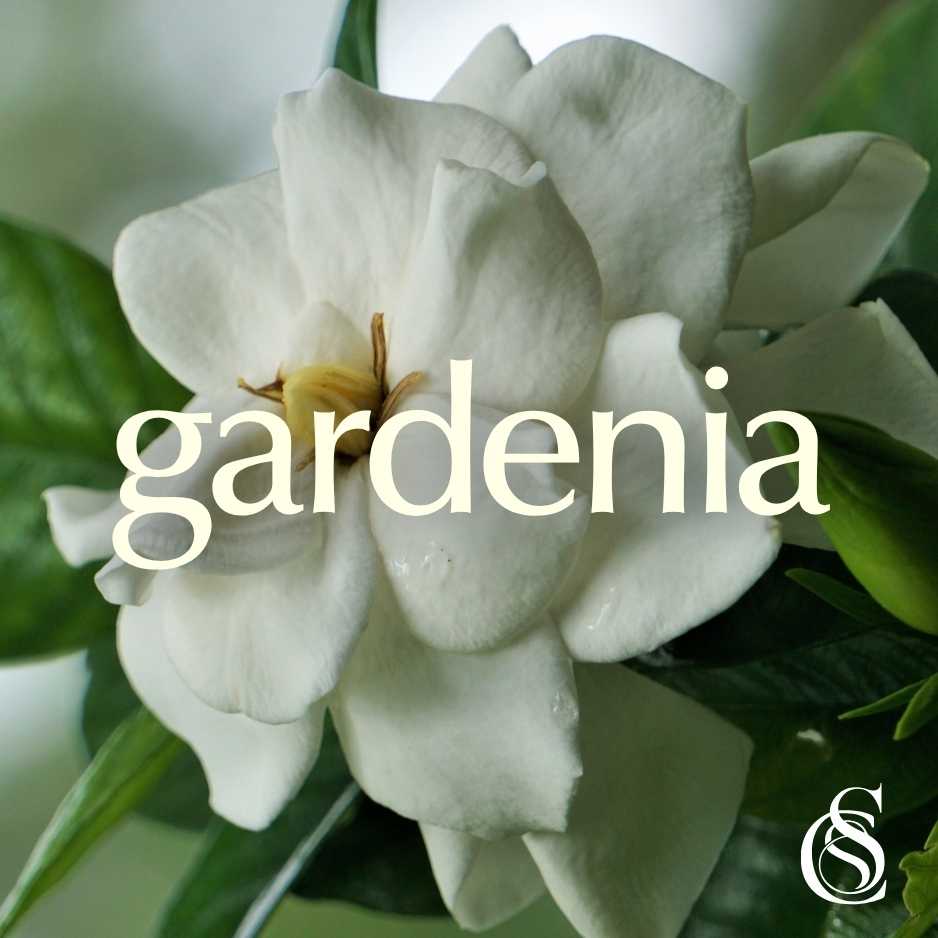 Gardenia Fragrance Oil