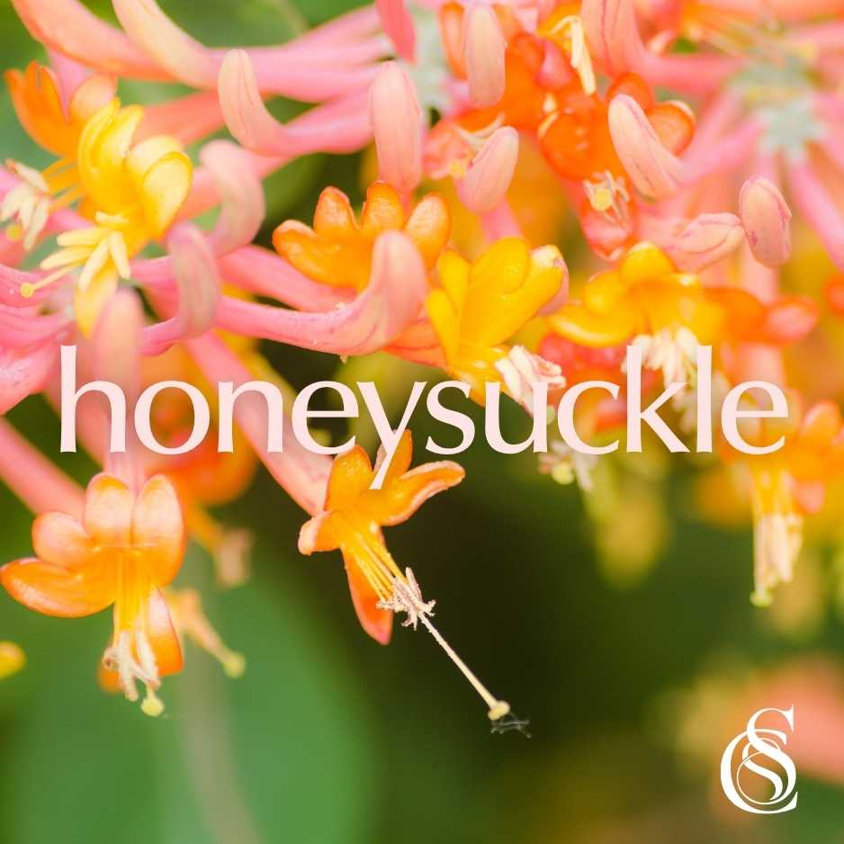 Honeysuckle Fragrance Oil