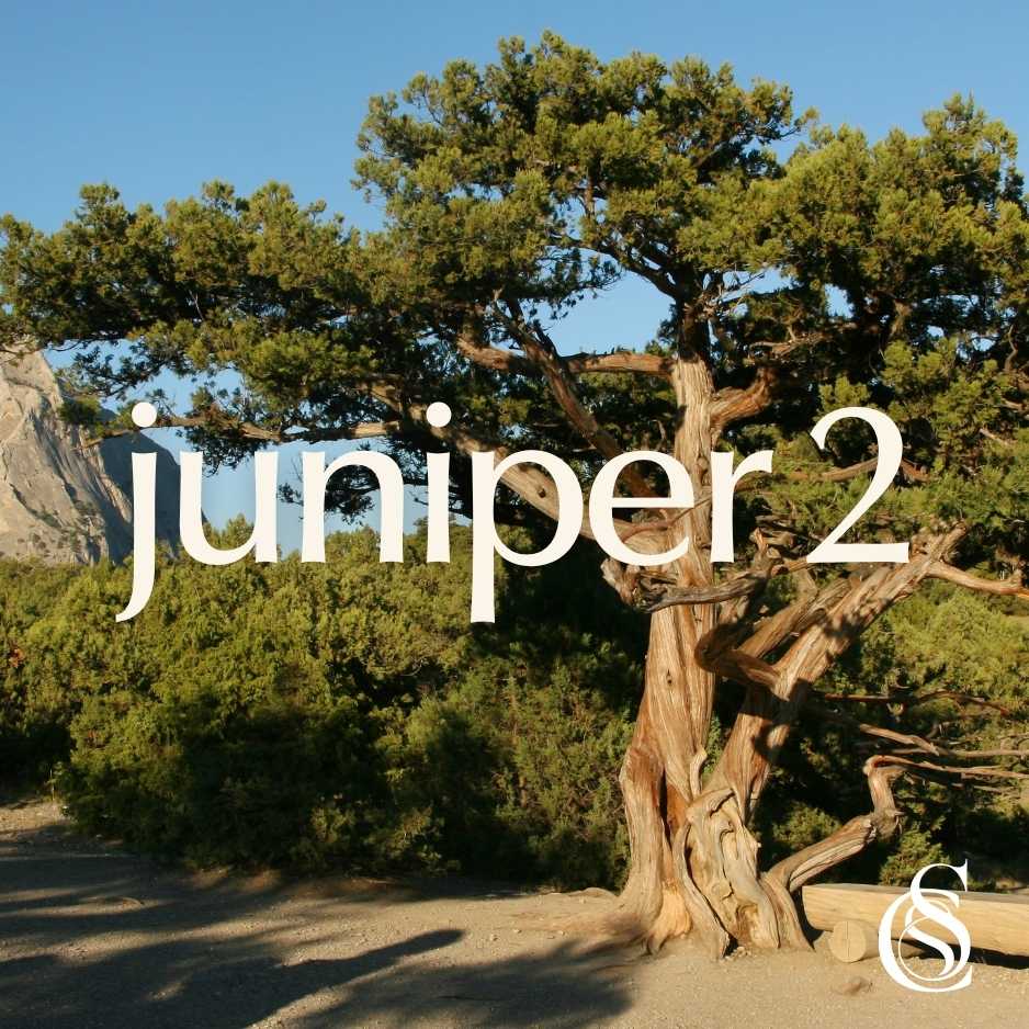 Juniper Fragrance Oil Version 2