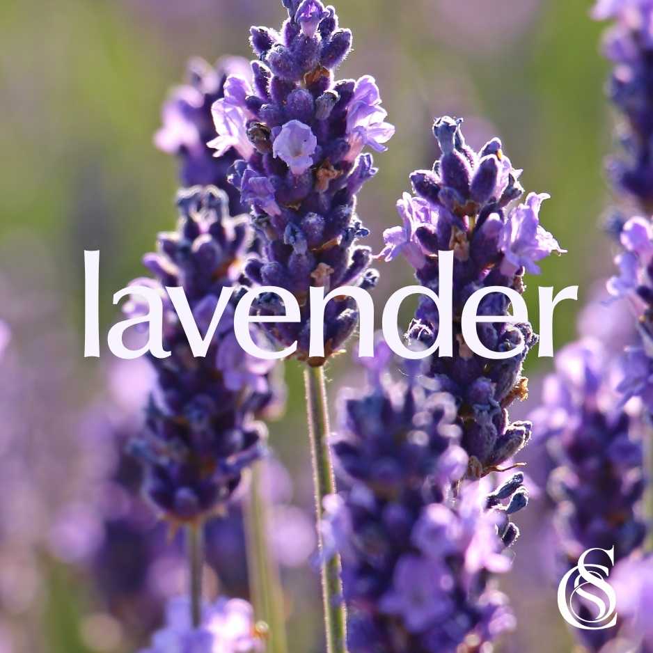 Lavender Fragrance Oil