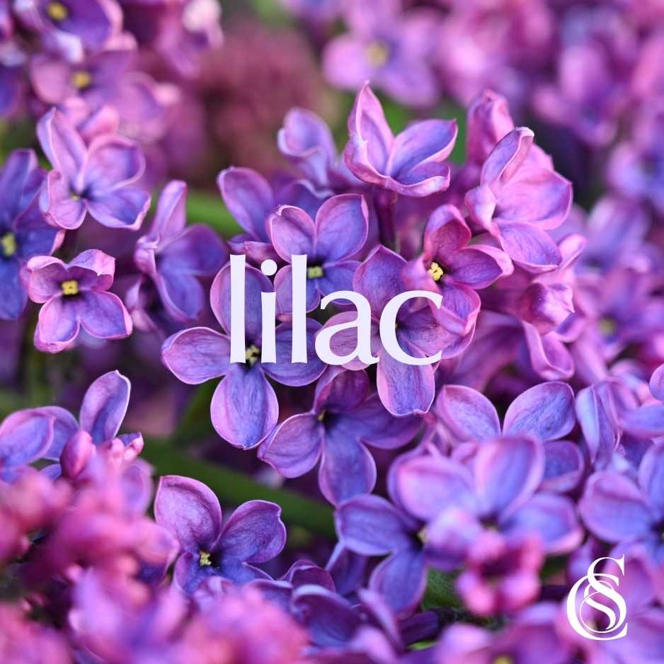 Lilac Fragrance Oil