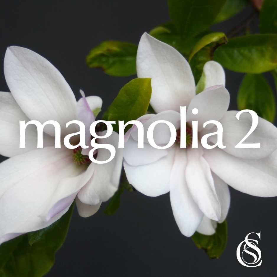 Magnolia Fragrance Oil Version 2