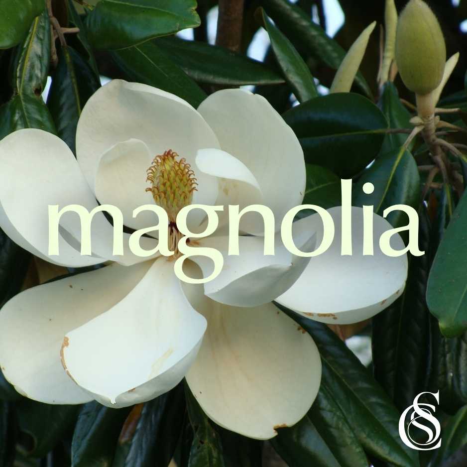 Magnolia Fragrance Oil