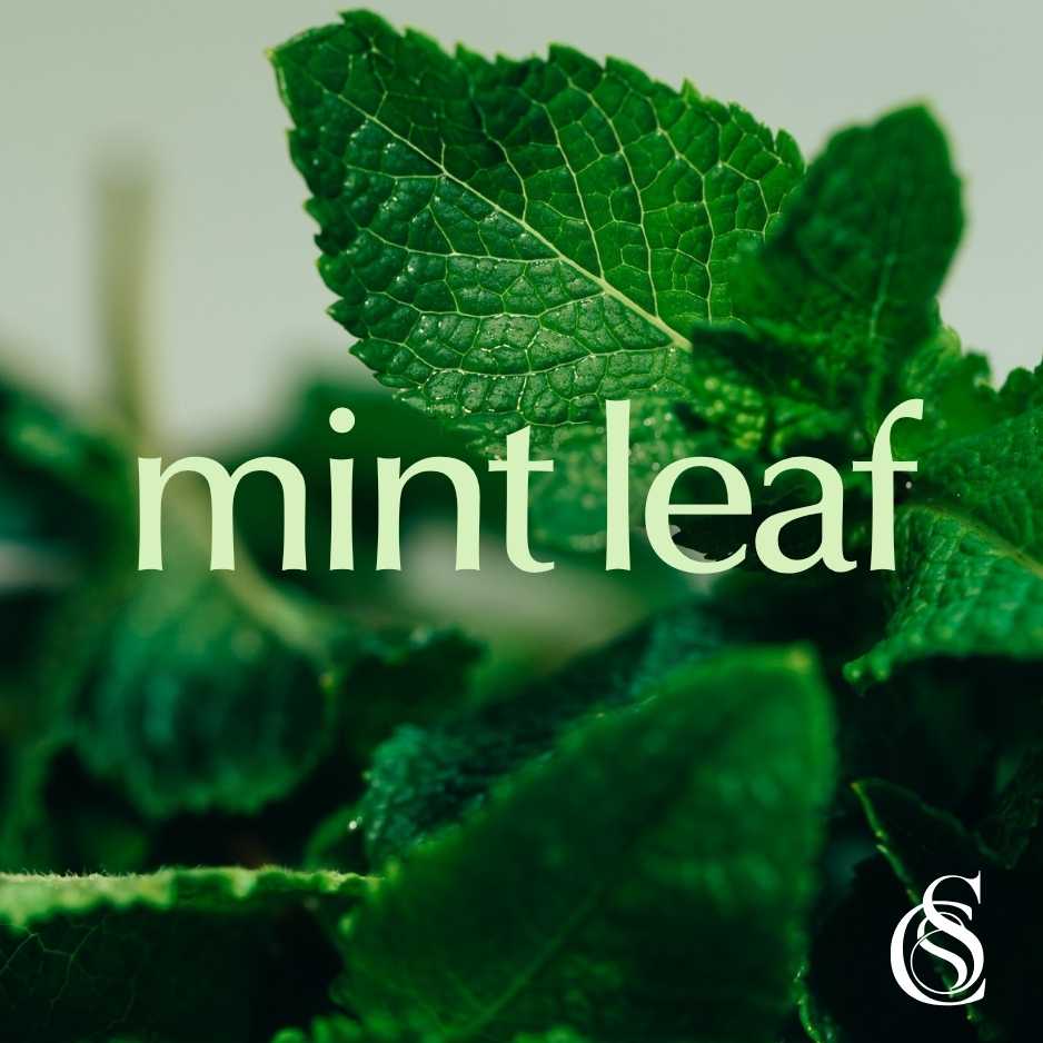 Mint Leaf Fragrance Oil