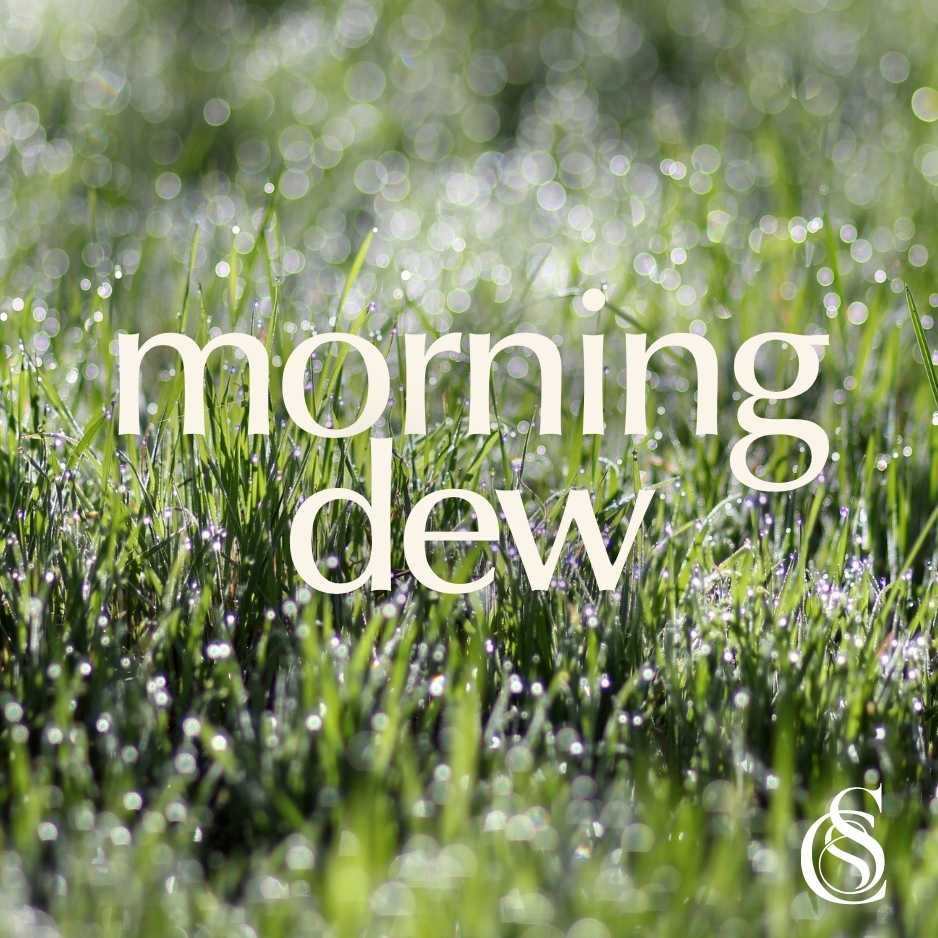 Morning Dew Fragrance Oil
