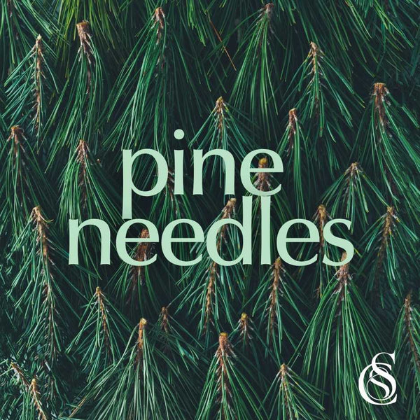 Pine Needle Fragrance Oil