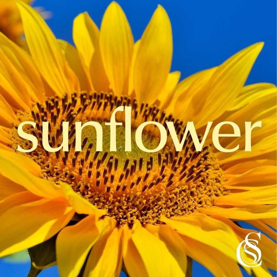 Sunflower Fragrance Oil