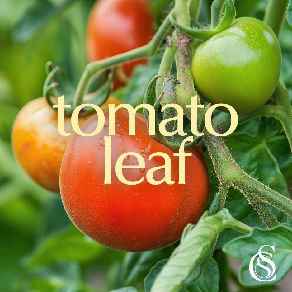 Tomato Leaf Fragrance Oil