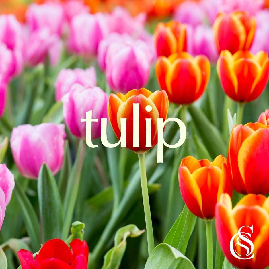 Tulip Fragrance Oil