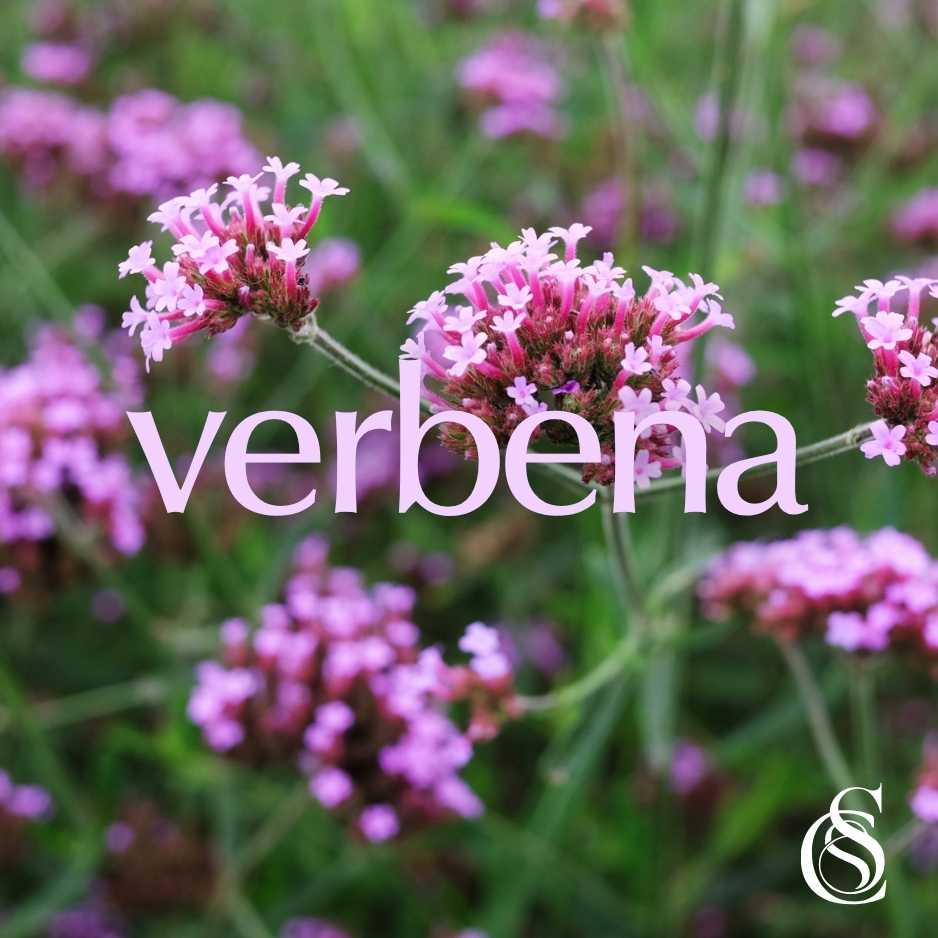 Verbena Fragrance Oil